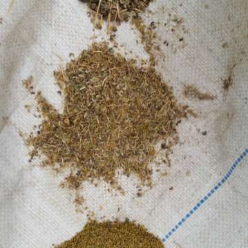 Photo: Gwelmayoe seed cleaning